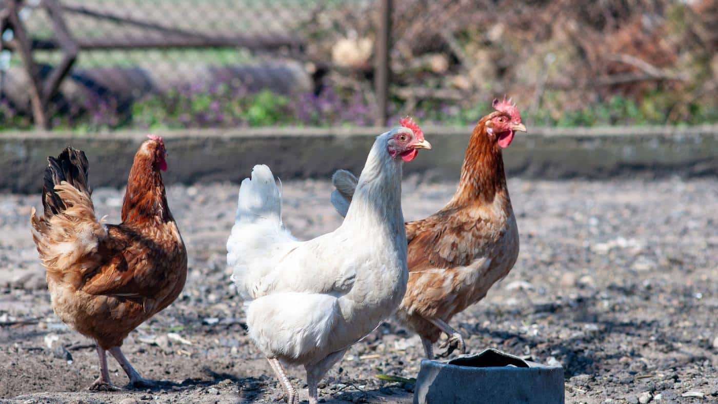 7 deadliest chicken predators chickens in chicken run