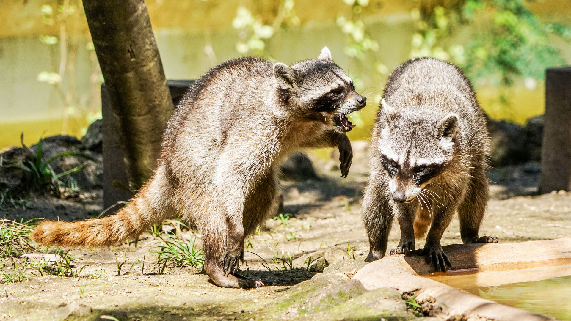 7 deadliest chicken predators raccoons