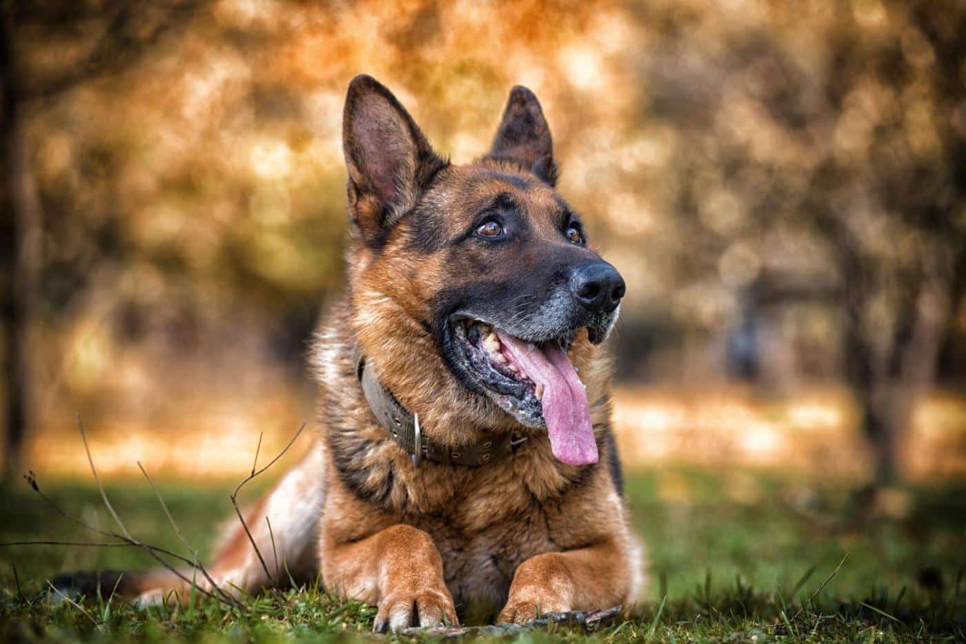 german shepherd