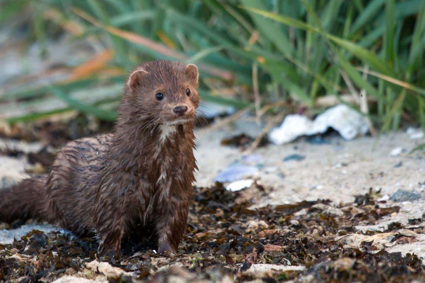 mink 7 deadliest chicken predators