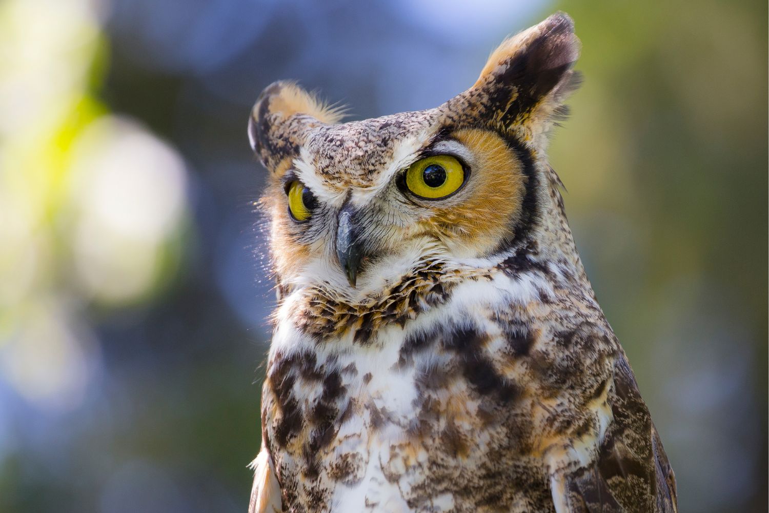 7 deadliest chicken predators great horned owl