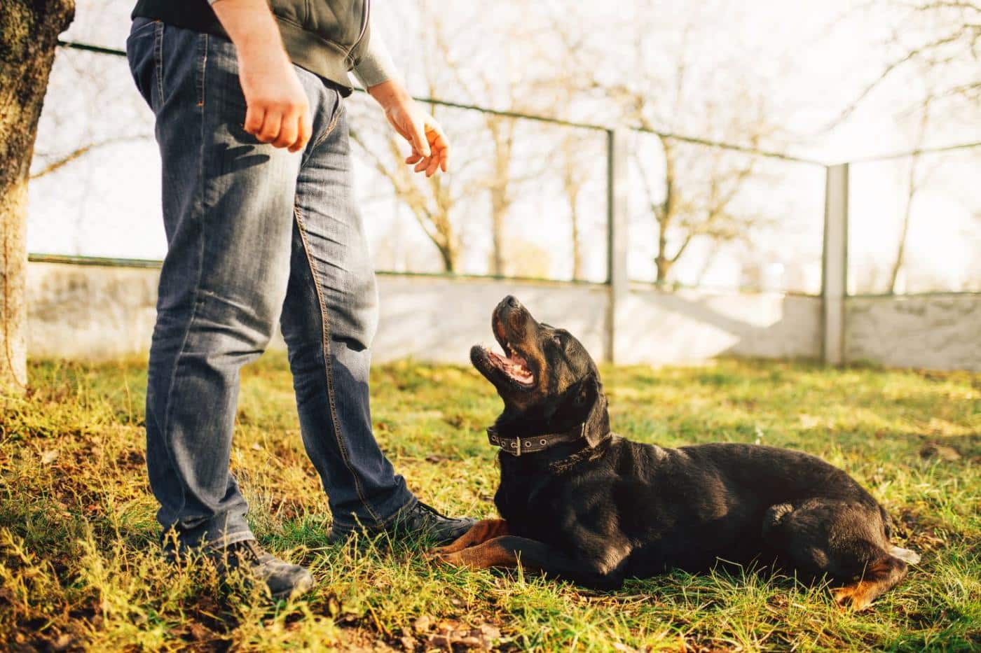 dogs and chickens 3