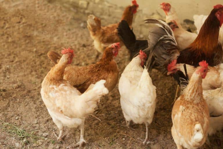 how to keep snakes away from chickens- snakes in chicken coop