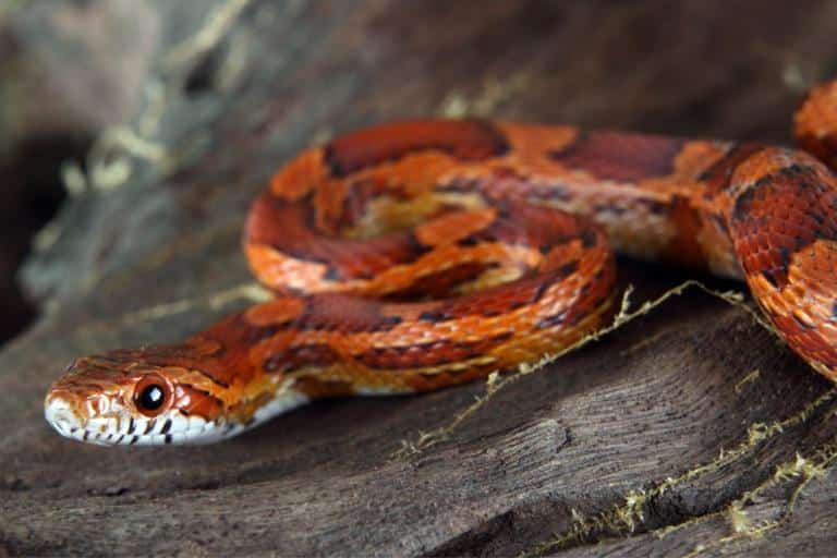 how to keep snakes away from chickens- corn snakes