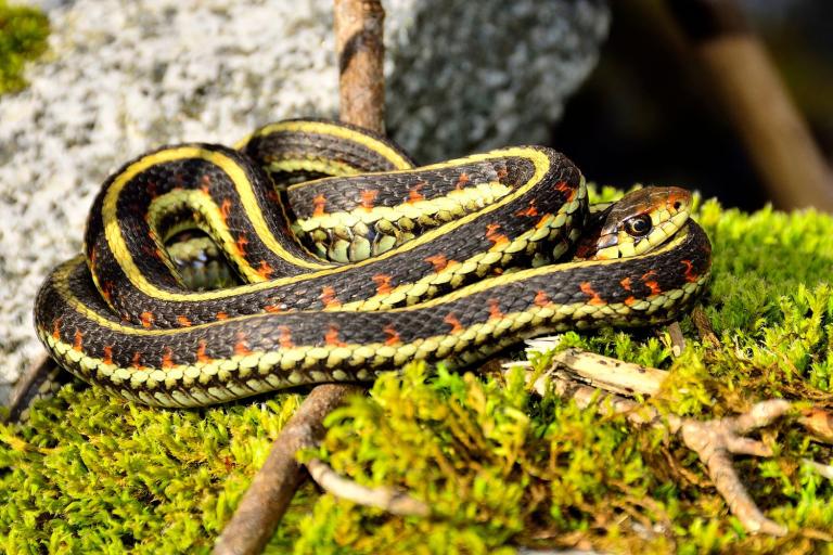 how to keep snakes away from chickens- garter snakes