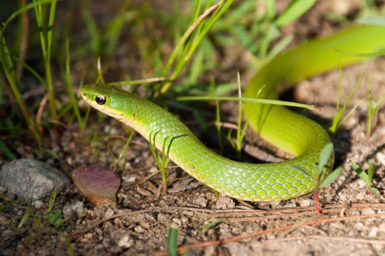 how to keep snakes away from chickens- green snakes