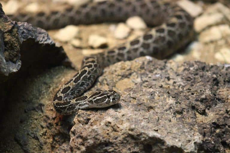 How to keep snakes away from chickens how to snake proof a chicken coop