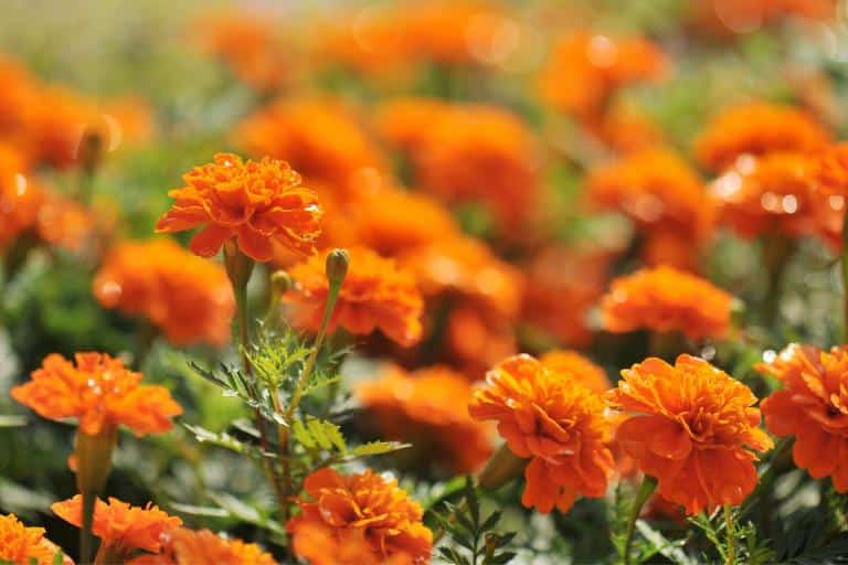 how to keep snakes away from chickens- marigolds