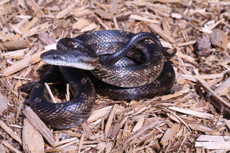 how to keep snakes away from chickens- rat snakes