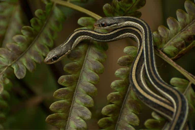 how to keep snakes away from chickens- ribbon snakes