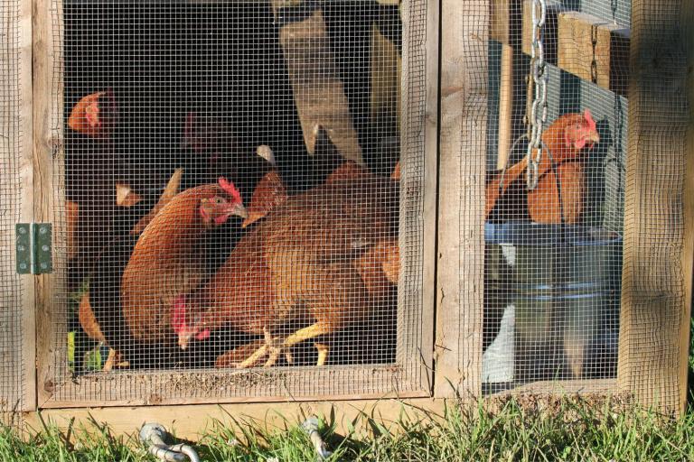 how to keep snakes away from chickens- chickens in coop