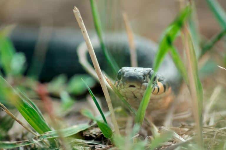 how to keep snakes away from chickens- opportunistic hunters