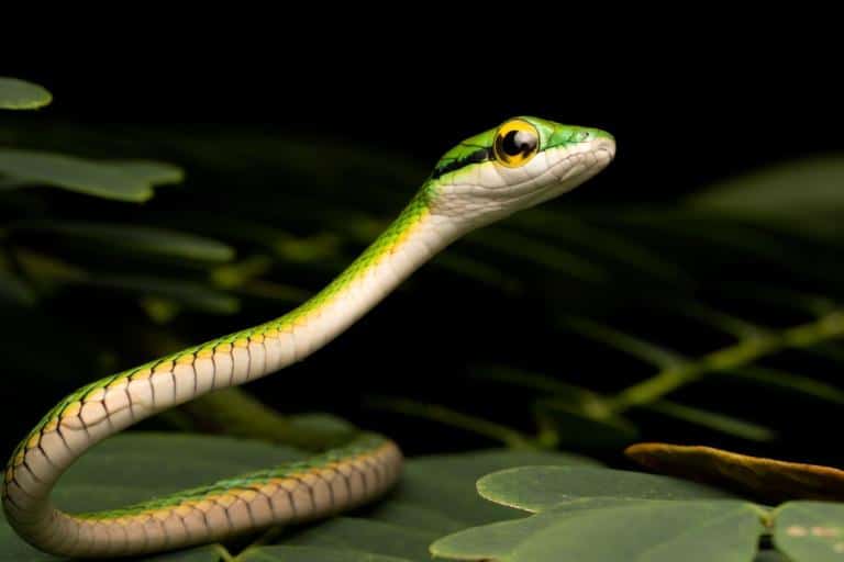 how to keep snakes away from chickens- hunting snakes at night