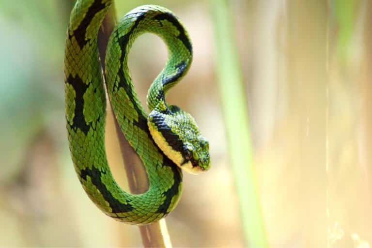 how to keep snakes away from chickens- venomous snakes