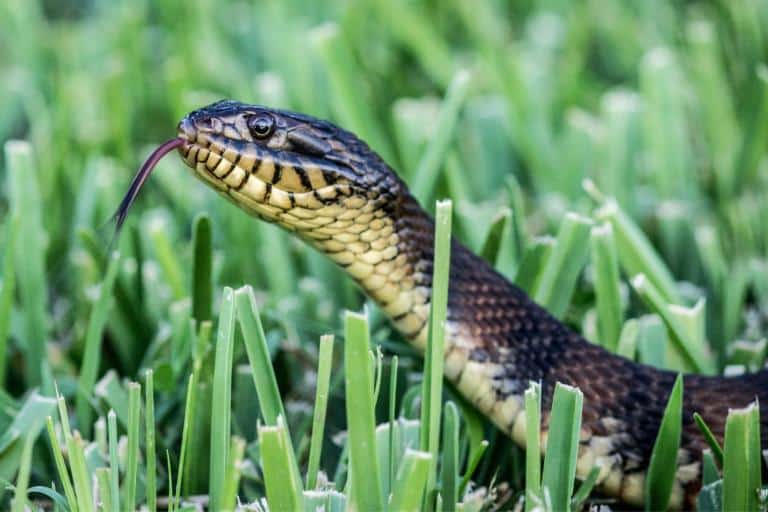 how to keep snakes away from chickens- snake in grass