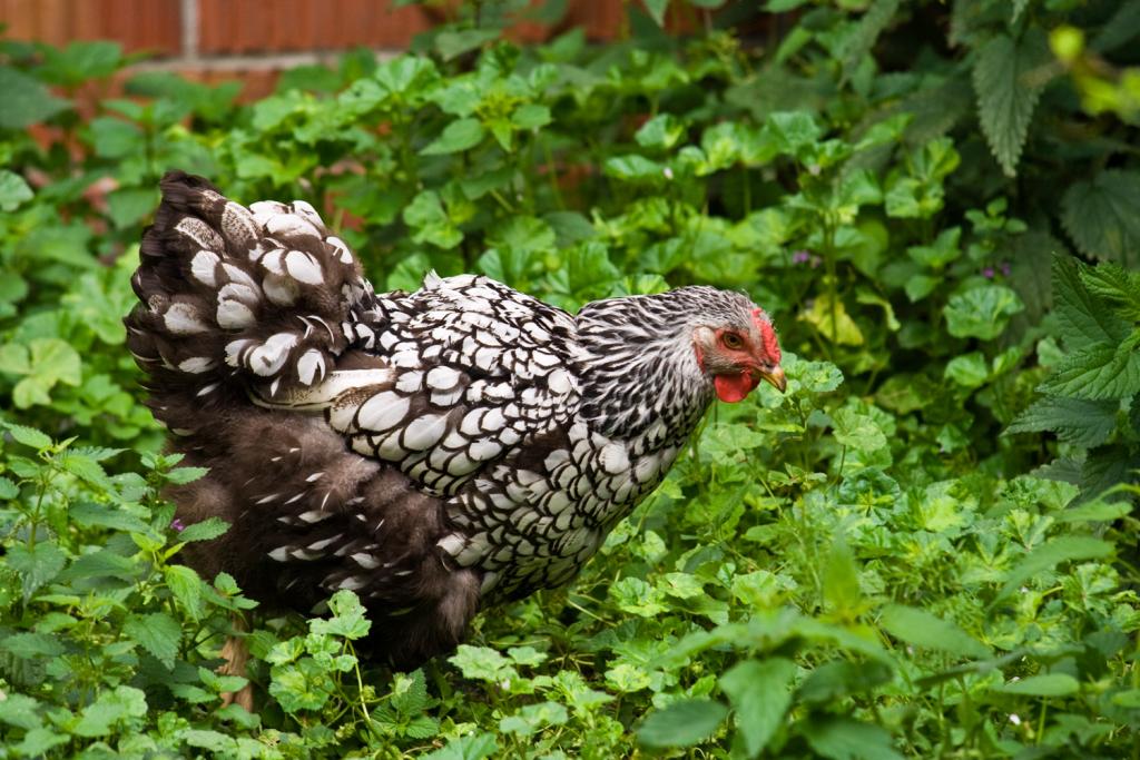 barred rock chicken