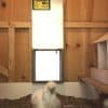 automatic chicken coop door opener