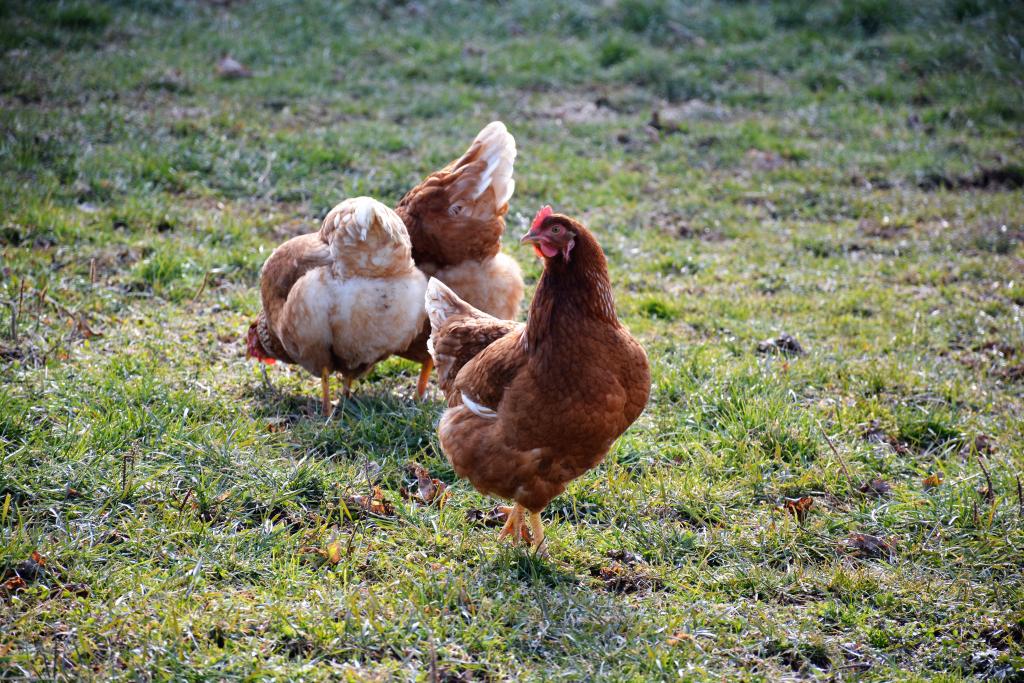 automatic chicken coop doors 1