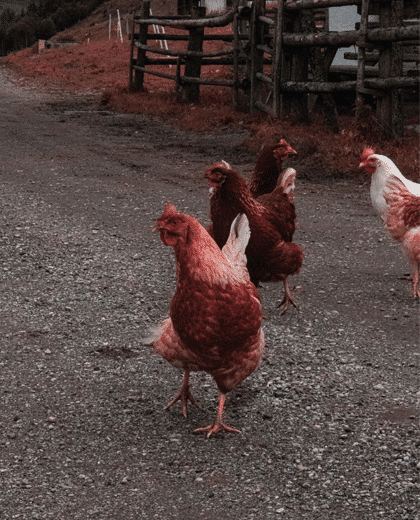 build your own chicken door