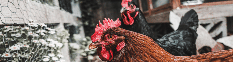 chicken coop doors for you