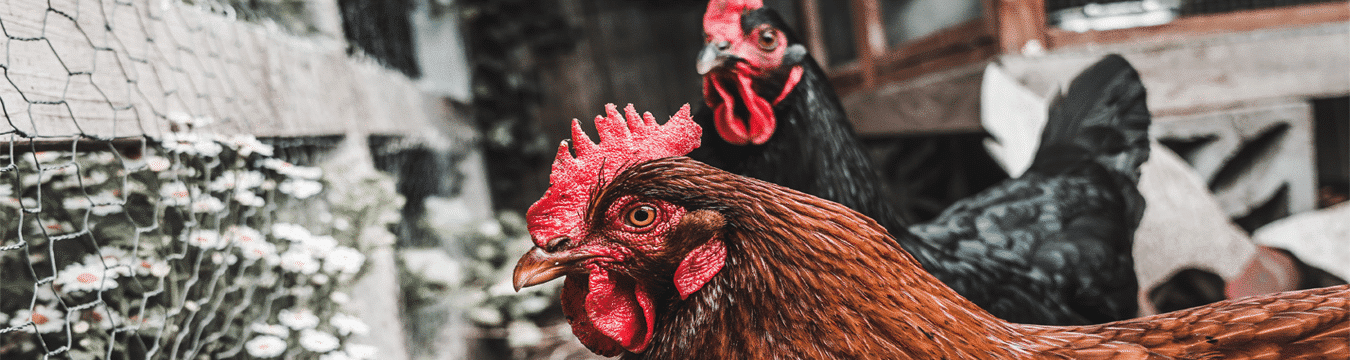 chicken coop doors for you