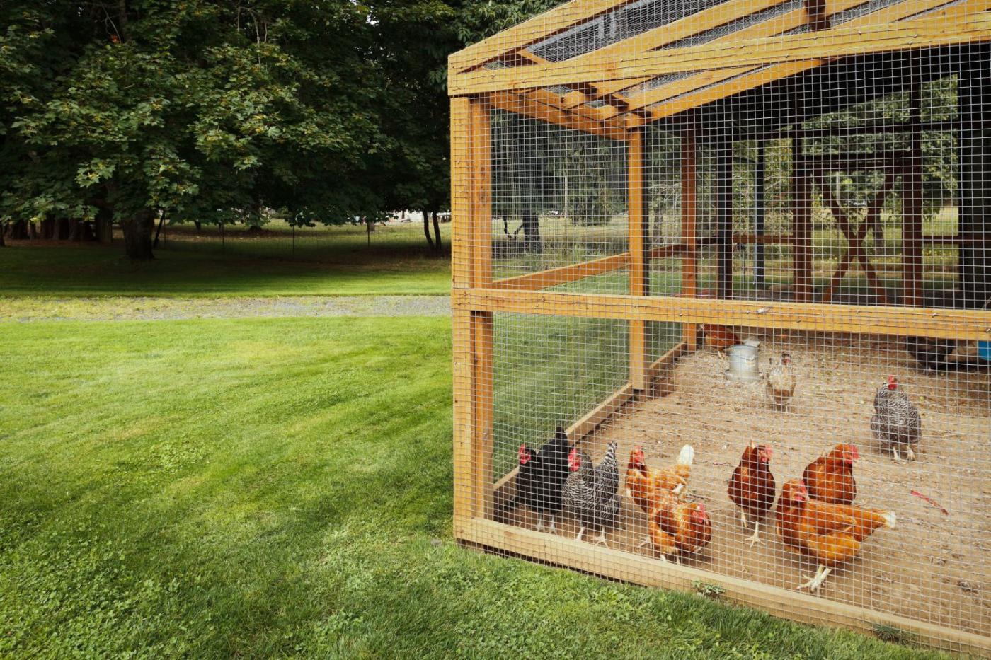 chicken fence 1