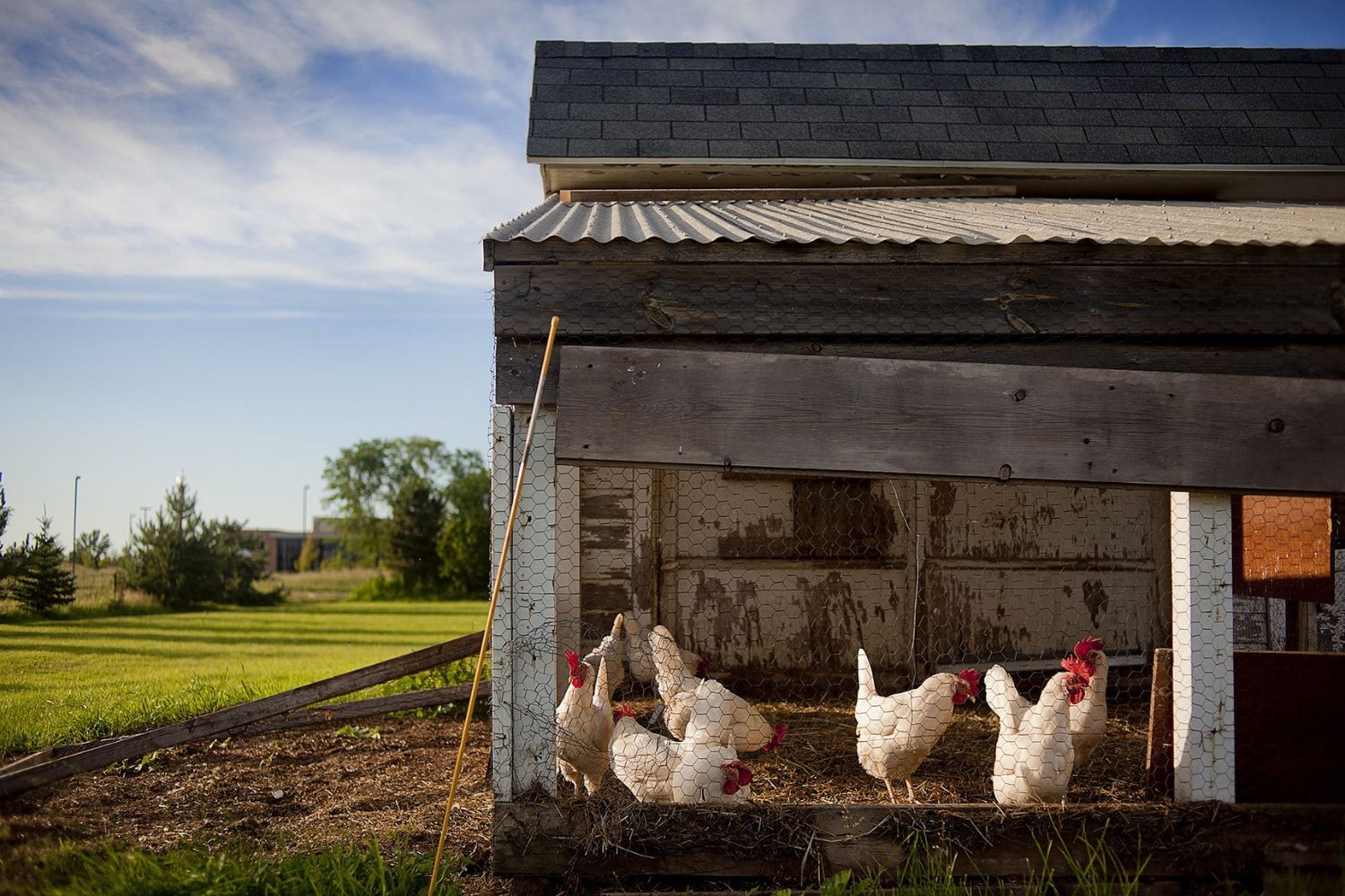 fox proof a chicken coop hens