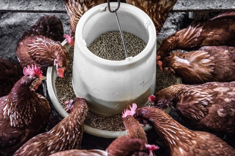 fox proof a chicken coop feed