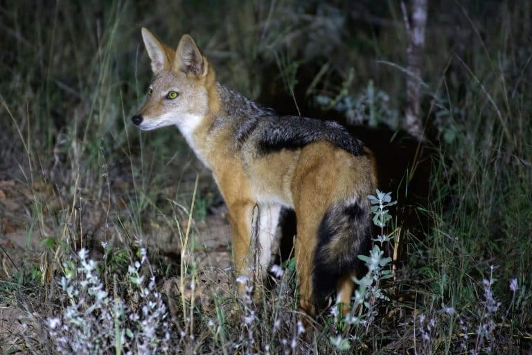 fox proof a chicken coop fox in the dark