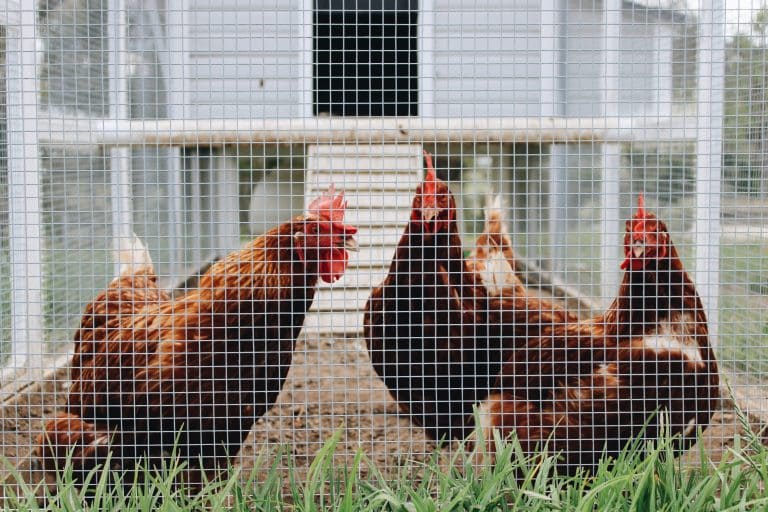 fox proof a chicken coop hens in pen