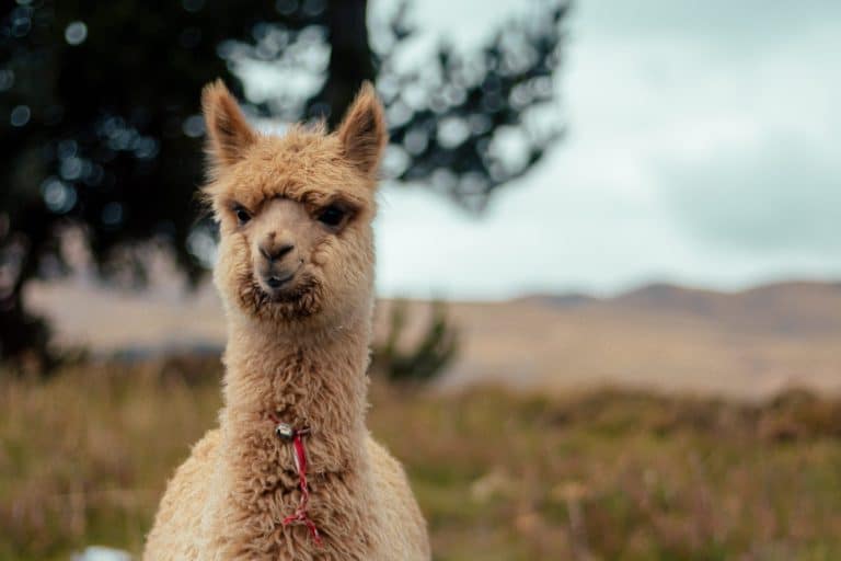 fox proof a chicken coop llama