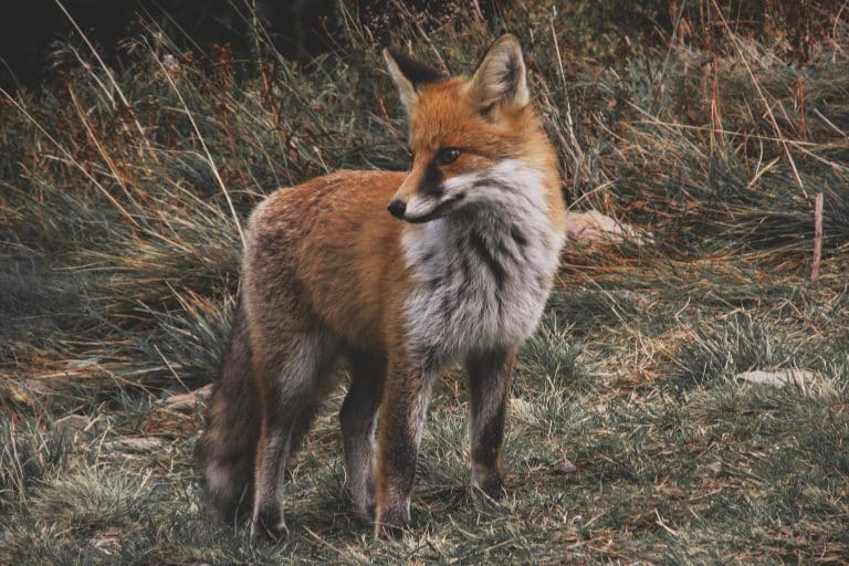 fox proof a chicken coop red fox