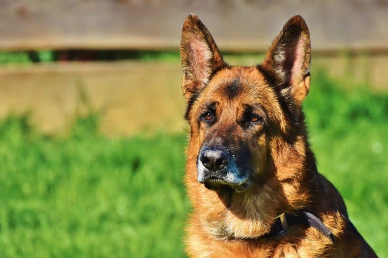 fox proof a chicken coop shepherd