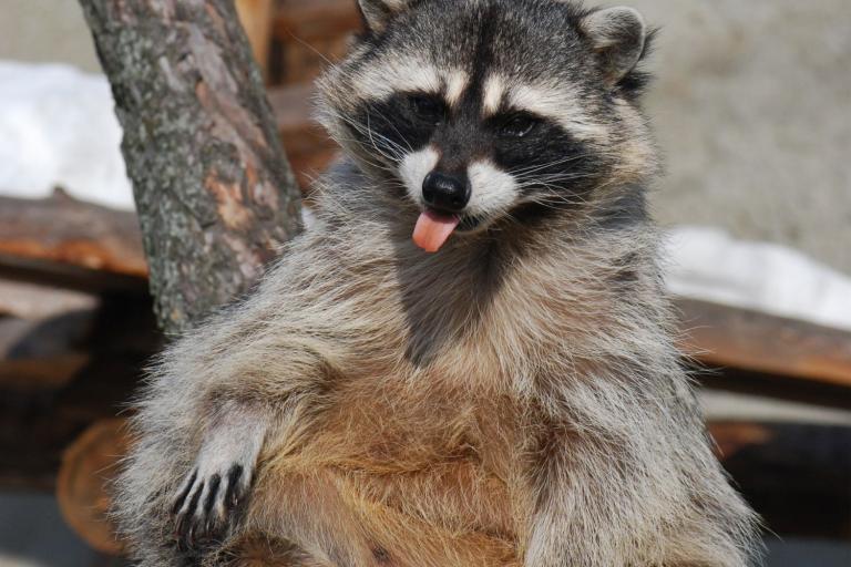 how to keep raccoons away from chickens chicken coop strong materials