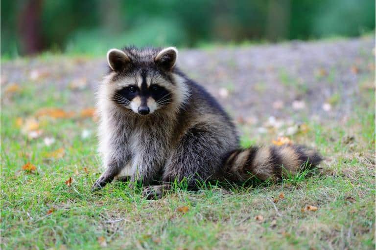 how to keep raccoons away from chickens raccoon