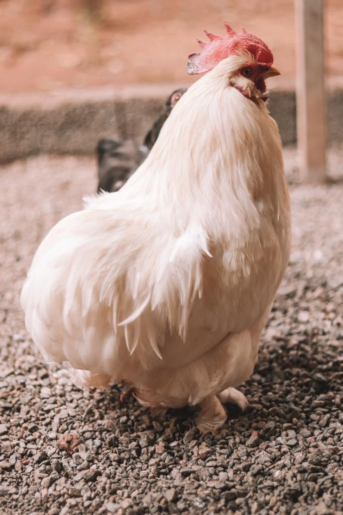 quality chicken door