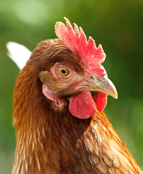 safe chicken coop door