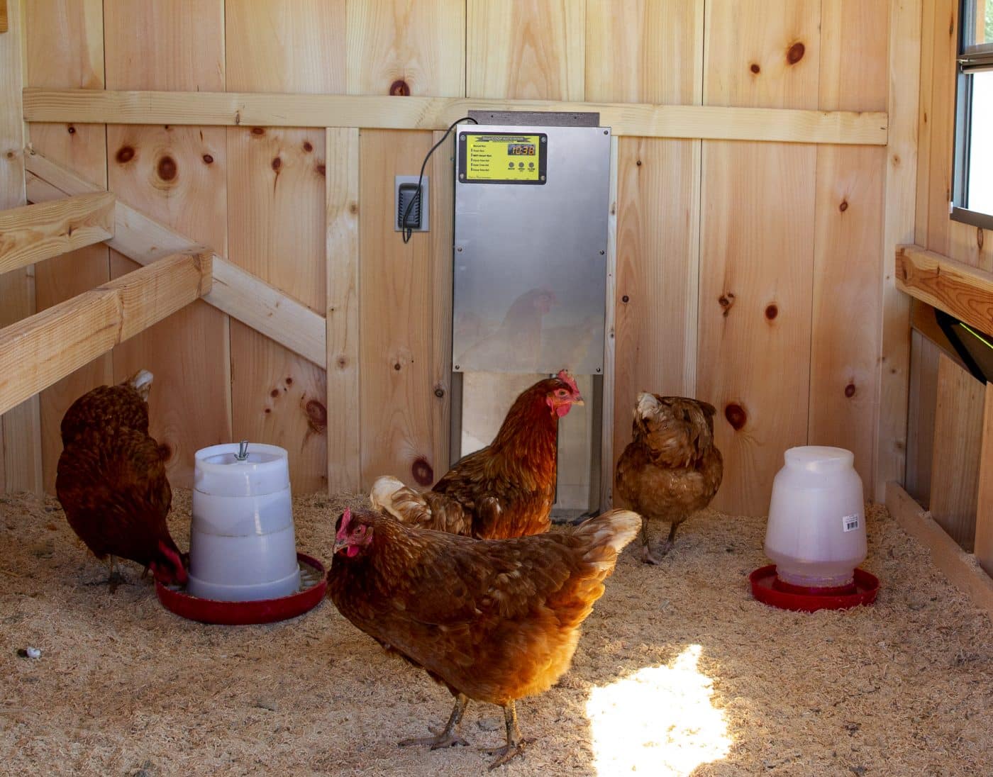 chicken coop door installed